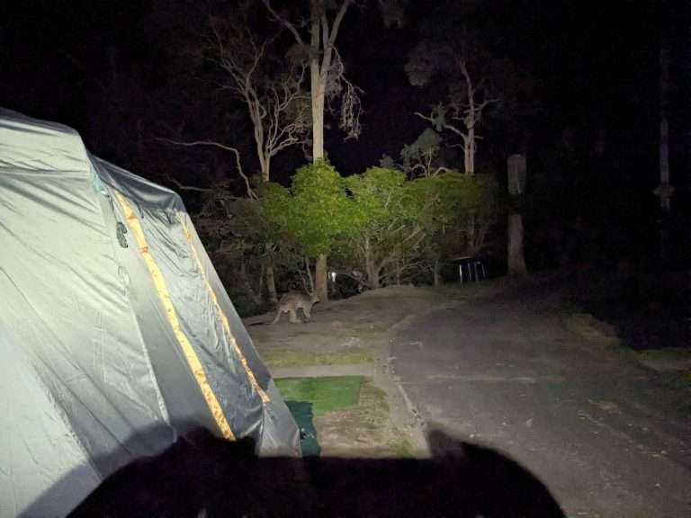 Wonboyn Lake Roo