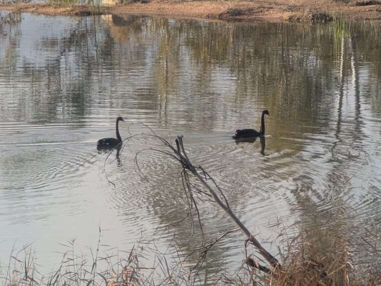 2026-08-16-swans-finke-gorge01