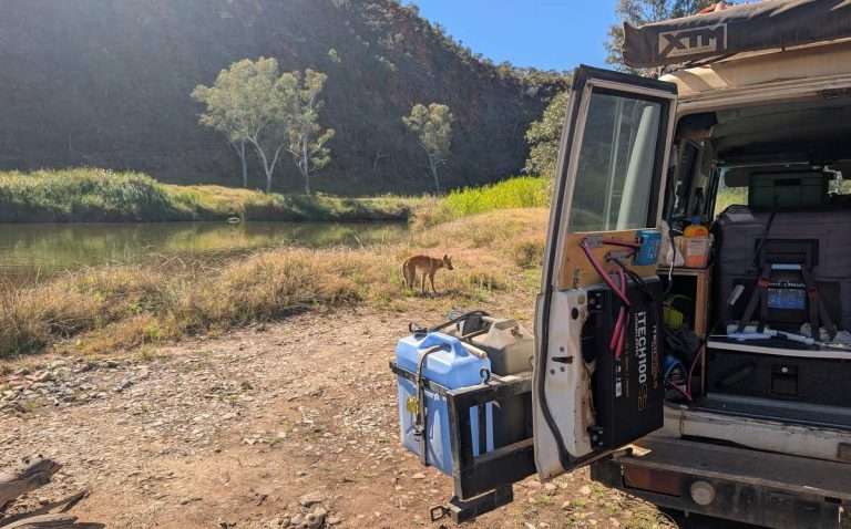 Dingo at Finke Gorge